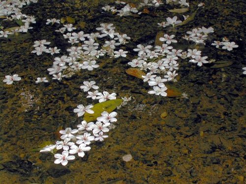 流水落花.jpg