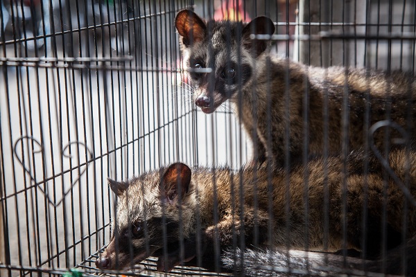 Civet cats Indonesia market resize.jpg
