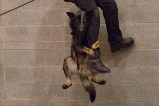 20151106_14468371837188.jpg police-dog.jpg.size.xxlarge.promo.jpg