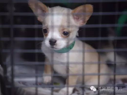 囤积癖夫妇囤了276只汪，营救时竟出动防化军团?