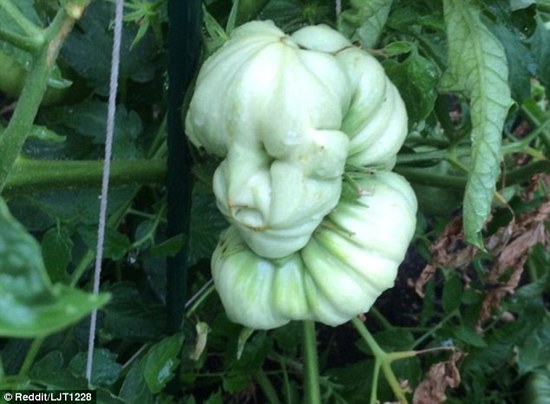 人脸香蕉,乳头培根...看了这些你还吃得下去吗！