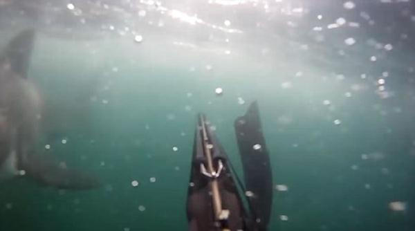 美国加州男子<a href='http://search.xinmin.cn/?q=潜水' target='_blank' class='keywordsSearch'>潜水</a>遭<a href='http://search.xinmin.cn/?q=巨鲨' target='_blank' class='keywordsSearch'>巨鲨</a>咬脚 以为友人&ldquo;<a href='http://search.xinmin.cn/?q=整蛊' target='_blank' class='keywordsSearch'>整蛊</a>&rdquo;