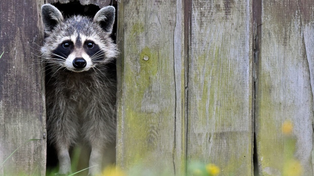 “toronto raccoon”的图片搜索结果