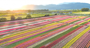 20170424_14930763847769.png Dushi0424.7.8-300x160.png