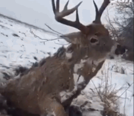 加拿大一牡鹿被发现冻成活体标本 死前仍睁大眼睛努力站起来