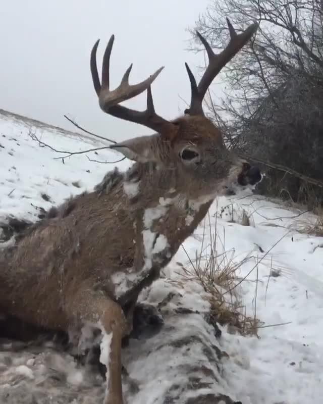 加拿大一牡鹿被发现冻成活体标本 死前仍睁大眼睛努力站起来