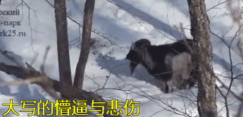 640 (2).gif