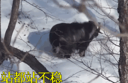 640 (3).gif