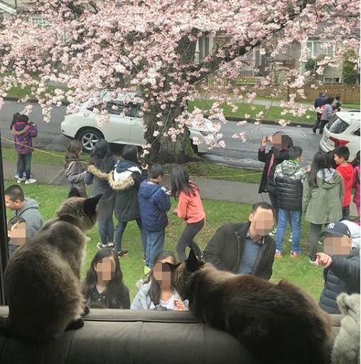 丢人!华人私闯民宅拍樱花，穿比基尼上树!屋主帖中文警告