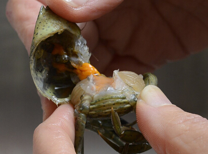 20170727_15011893261482.jpg green-crab.jpg