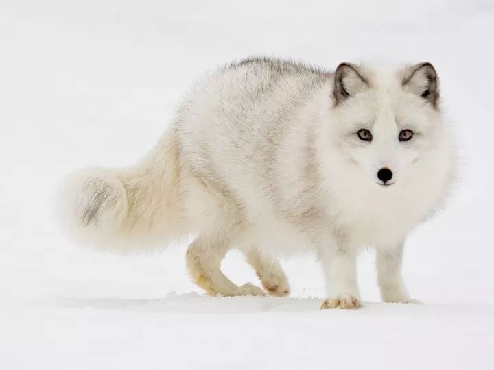 “加拿大冬季野生动物”的图片搜索结果