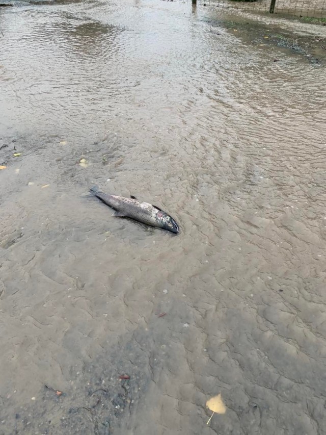 在萨里，一条鲑鱼迷路了，最后在水耗尽之前沿着道路游泳。