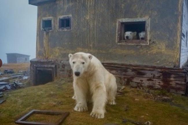 北极熊占领废弃岛屿 并搬进了空房子里生活