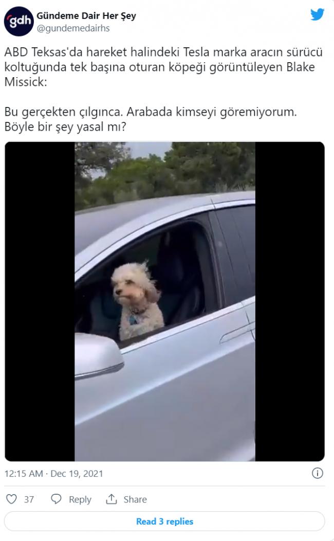 特斯拉一路狂飙驾驶竟是狗狗 真相反转超傻眼 特斯拉一路狂飙驾驶竟是狗狗 真相反转超傻眼