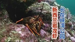 中国新西兰自贸协定升级 加拿大怎么办？