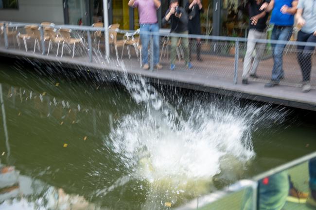 得了诺奖后 第一天上班时的景象:被丢进池塘? 得了诺奖后 第一天上班时的景象:被丢进池塘?