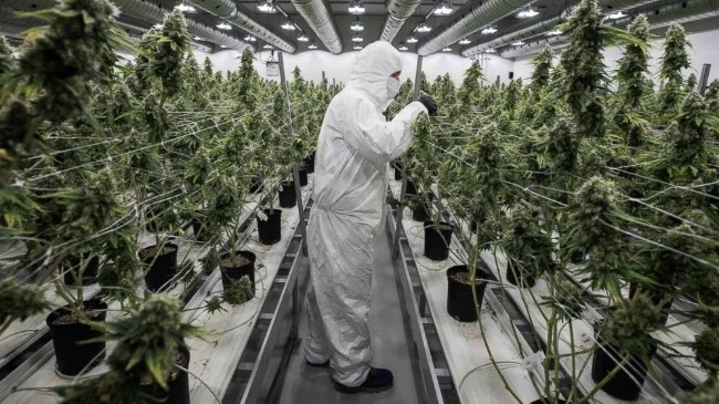 加拿大人投资大麻已亏10亿 这都能亏钱？