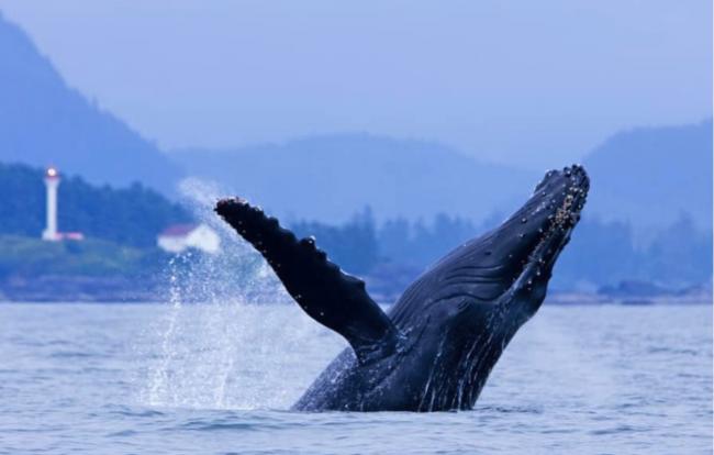 加拿大这个小岛上榜世界上最好的岛屿度假地 加拿大这个小岛上榜世界上最好的岛屿度假地