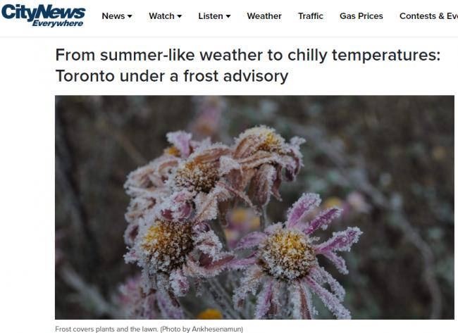 气温暴跌至-3&deg;C！多伦多急发霜冻警报