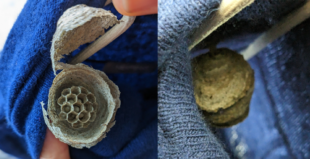 一位温哥华的小姐姐竟在毛衣里发现蜂巢 一位温哥华的小姐姐竟在毛衣里发现蜂巢