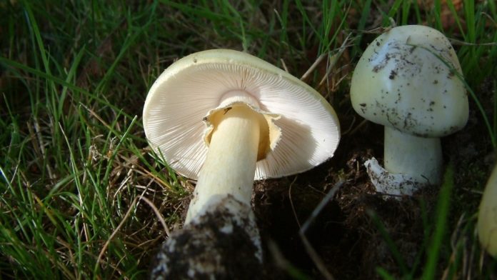 death-cap-mushrooms-1-6511655-16.jpg 图片