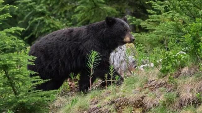 最爱的水果成熟了 专家提醒小心熊出没庭院 最爱的水果成熟了 专家提醒小心熊出没庭院