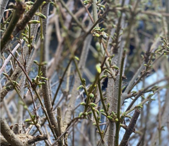 大温又刮妖风 下周气温飙升热成狗? 大温又刮妖风 下周气温飙升热成狗?
