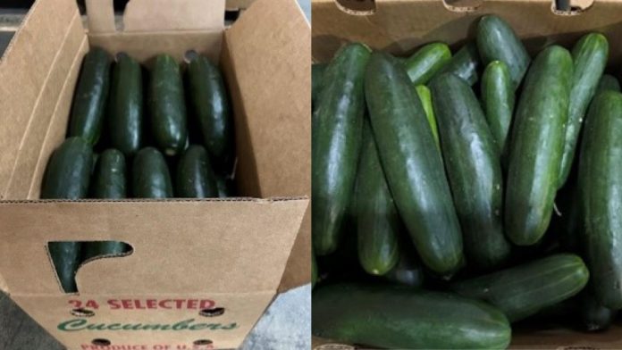 全美25州爆發沙門氏菌感染 疑佛州青瓜出事需召回 图片