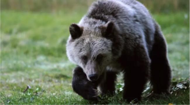 男子遇到灰熊妈妈带幼崽 一拳打灰熊脸上 下场… 男子遇到灰熊妈妈带幼崽 一拳打灰熊脸上 下场…
