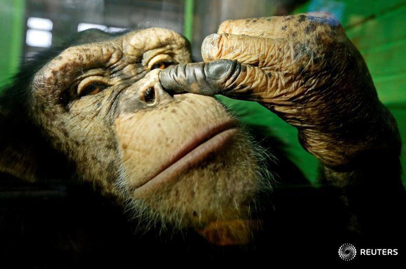 频密挖鼻孔可令到患失智症风险大增。路透社 频密挖鼻孔可令到患失智症风险大增。路透社