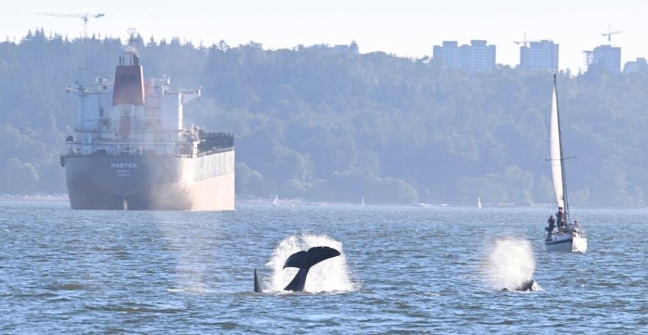 温哥华观鲸