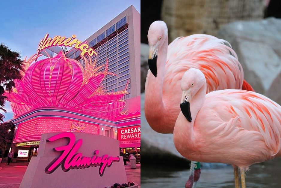 加拿大游客被控在拉斯维加斯酒店绑架和虐待红鹳