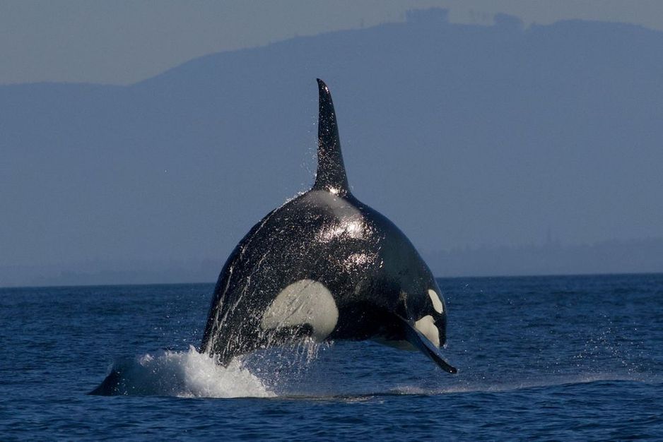'沉重的心情':卑诗省最古老的观鲸公司宣布永久关闭