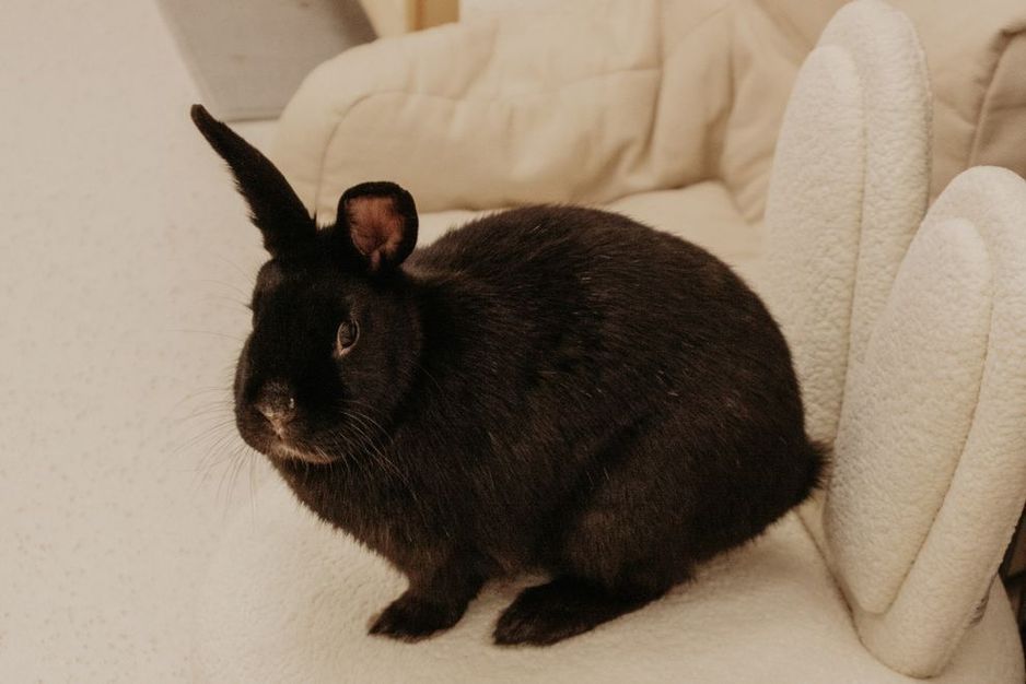 瑞士本地首家兔子休闲吧,是兔子爱好者的乐园