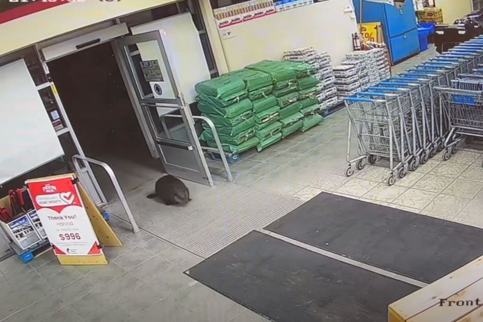 加拿大超市内的松鼠被迫离场，皇家骑警出动