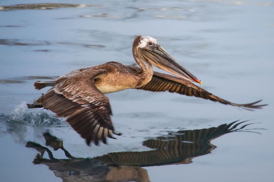 温哥华居民被&ldquo;史前&rdquo;鸟类在福溪上空的稀有目击惊艳