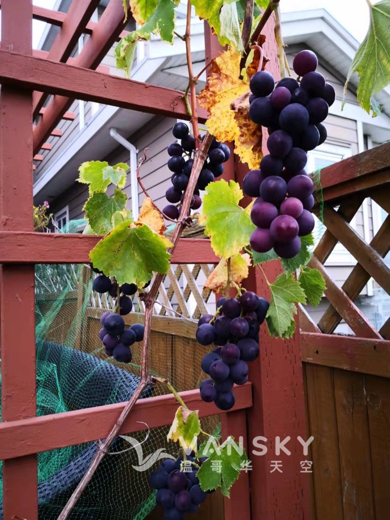 出售巨峰葡萄苗