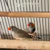 转让一对Zebra Finch