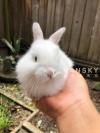 一个月大的宠物小兔子两只 