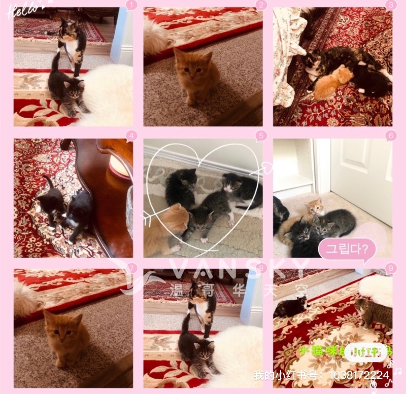 给出生一个多月的可爱小猫咪找新家