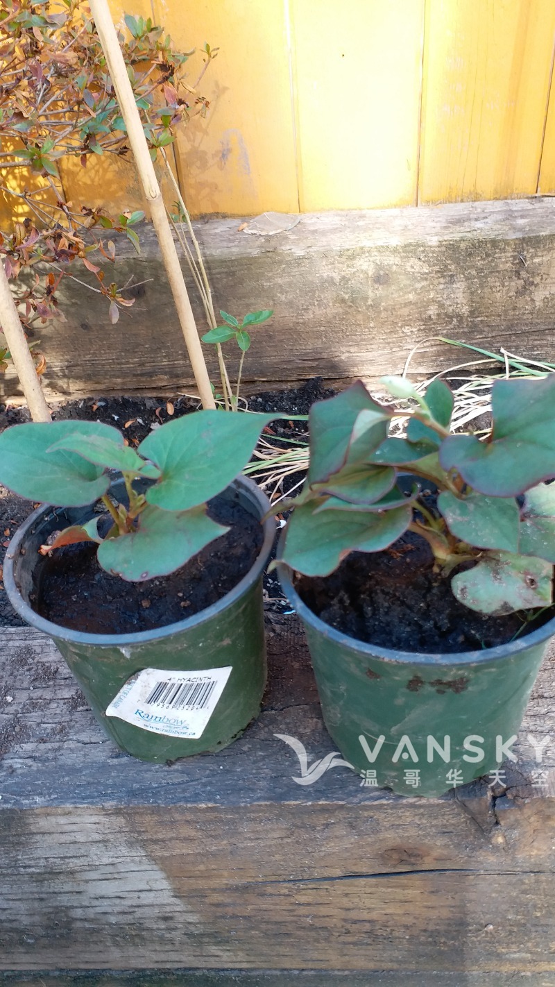 蘆薈 折耳根 魚腥草 九層塔 枸杞 艾草 紫蘇葉 花草樹木