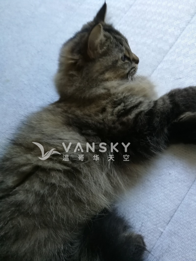 漂亮的一岁半缅因猫找新家