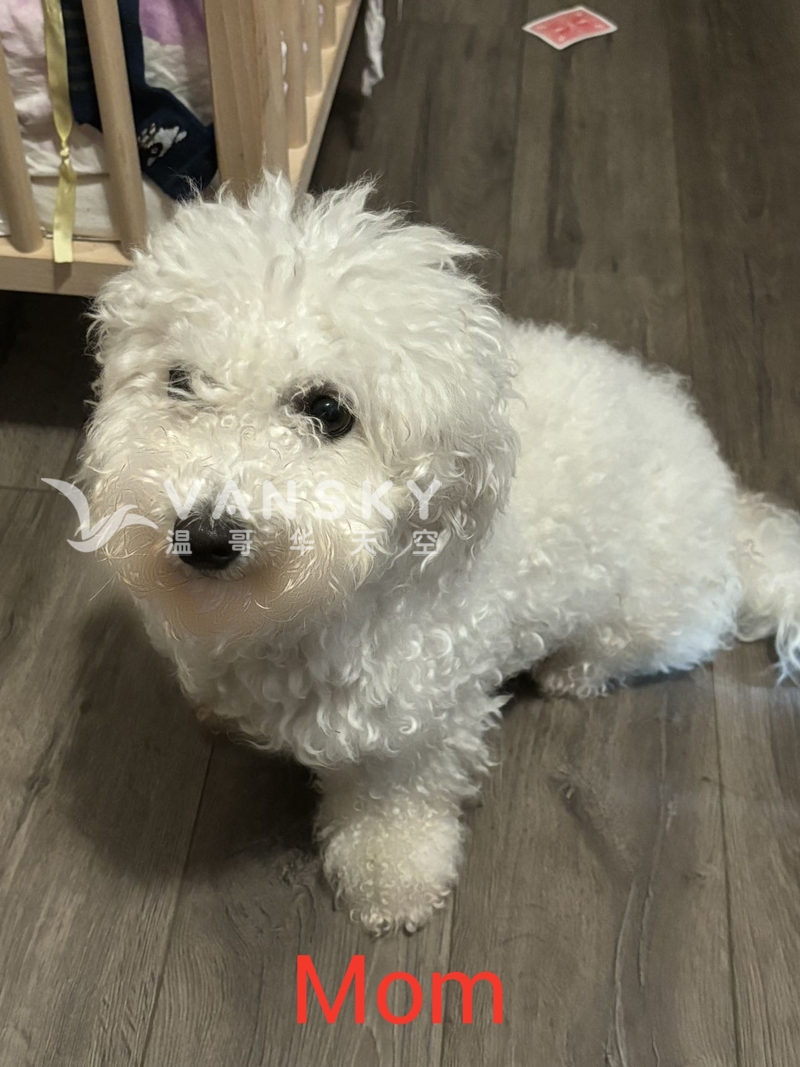 可爱比熊接受预定