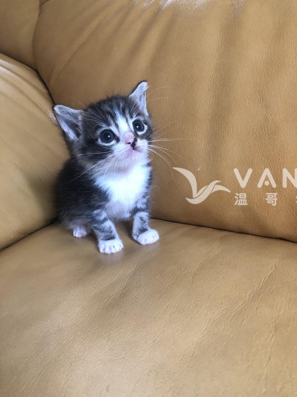 美短小猫宝宝找新家
