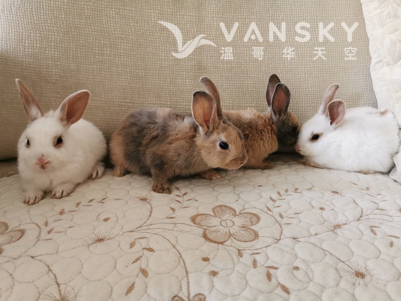 可爱2月大熊猫兔