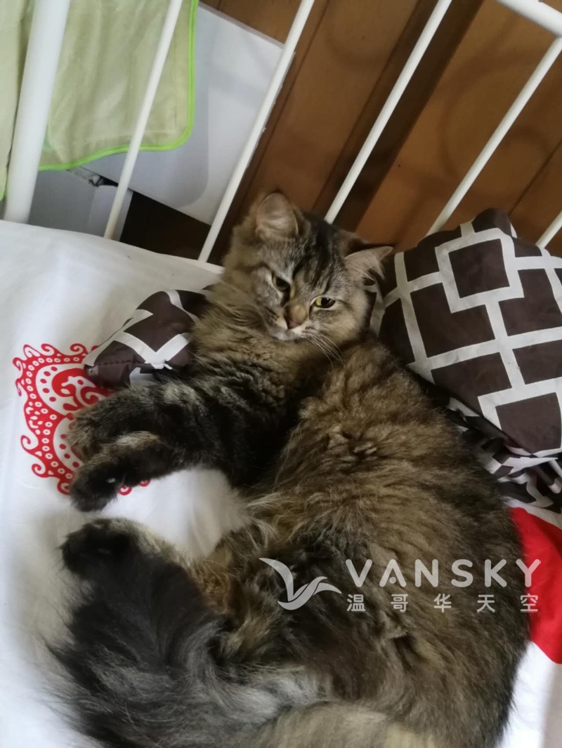 1岁半缅因貓小母猫找新家$50