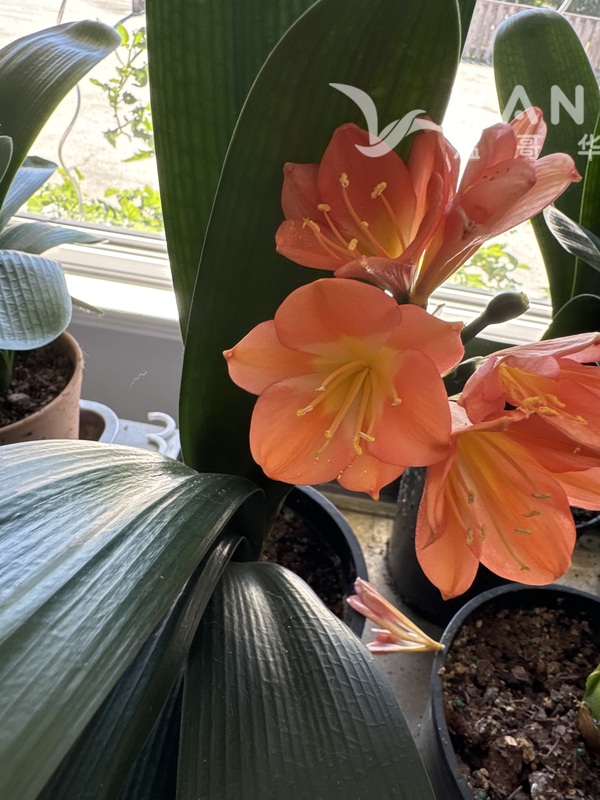 第一次开花的胜利君子兰