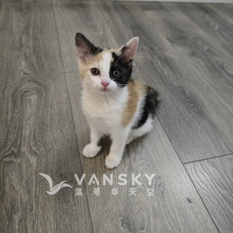 2个月三花小母猫找新家