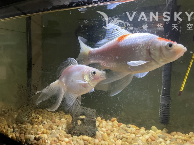 金魚二條，慈鯛一條