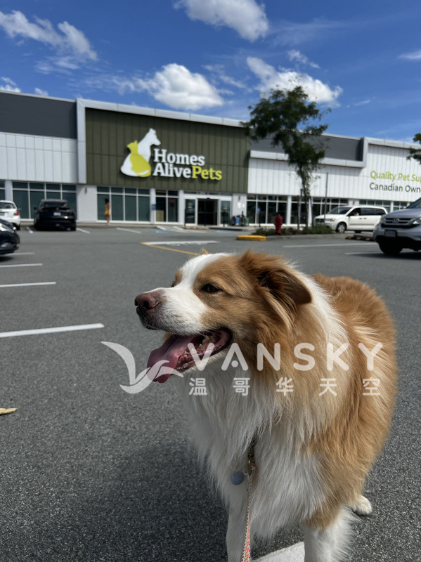 优质品种 罕见金色边牧找女友